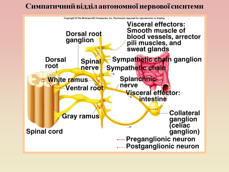 Симпатичний відділ автономної нервової сиситеми